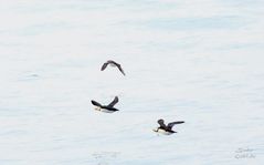 Puffins auf Fischfang