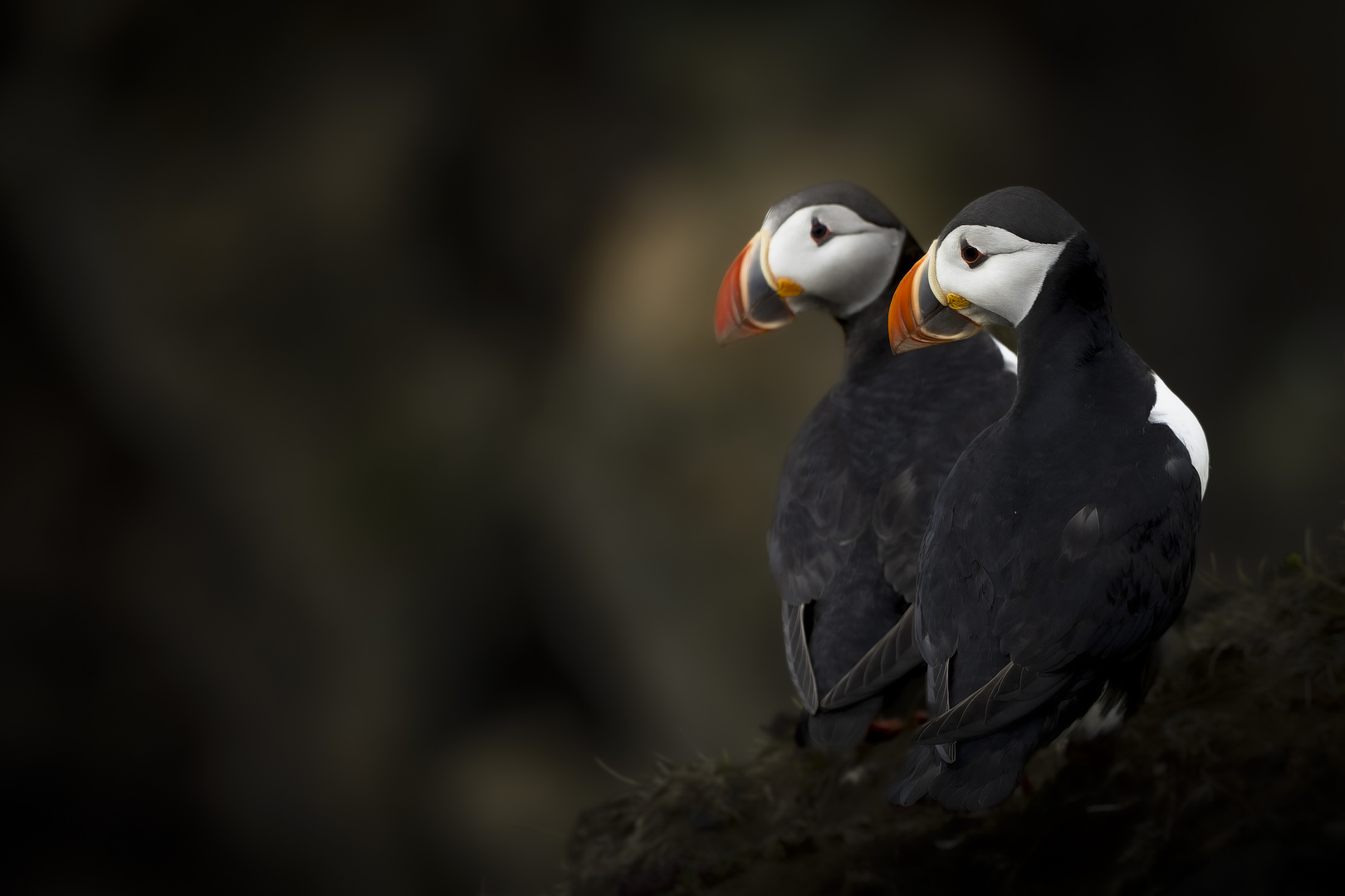 Puffins auf Island