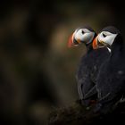 Puffins auf Island