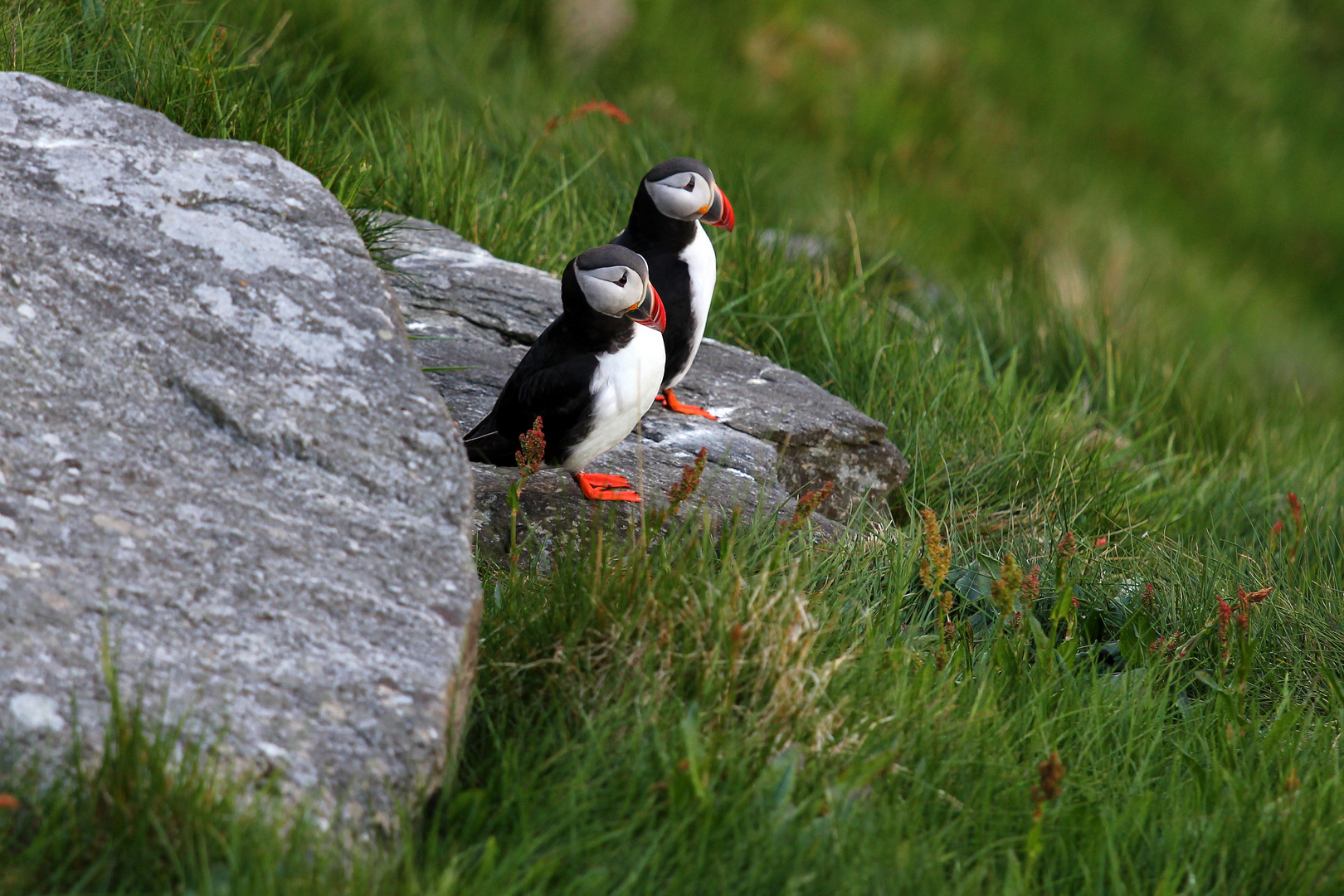 Puffins auf Runde