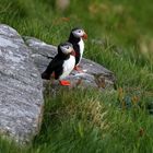 Puffins auf Runde