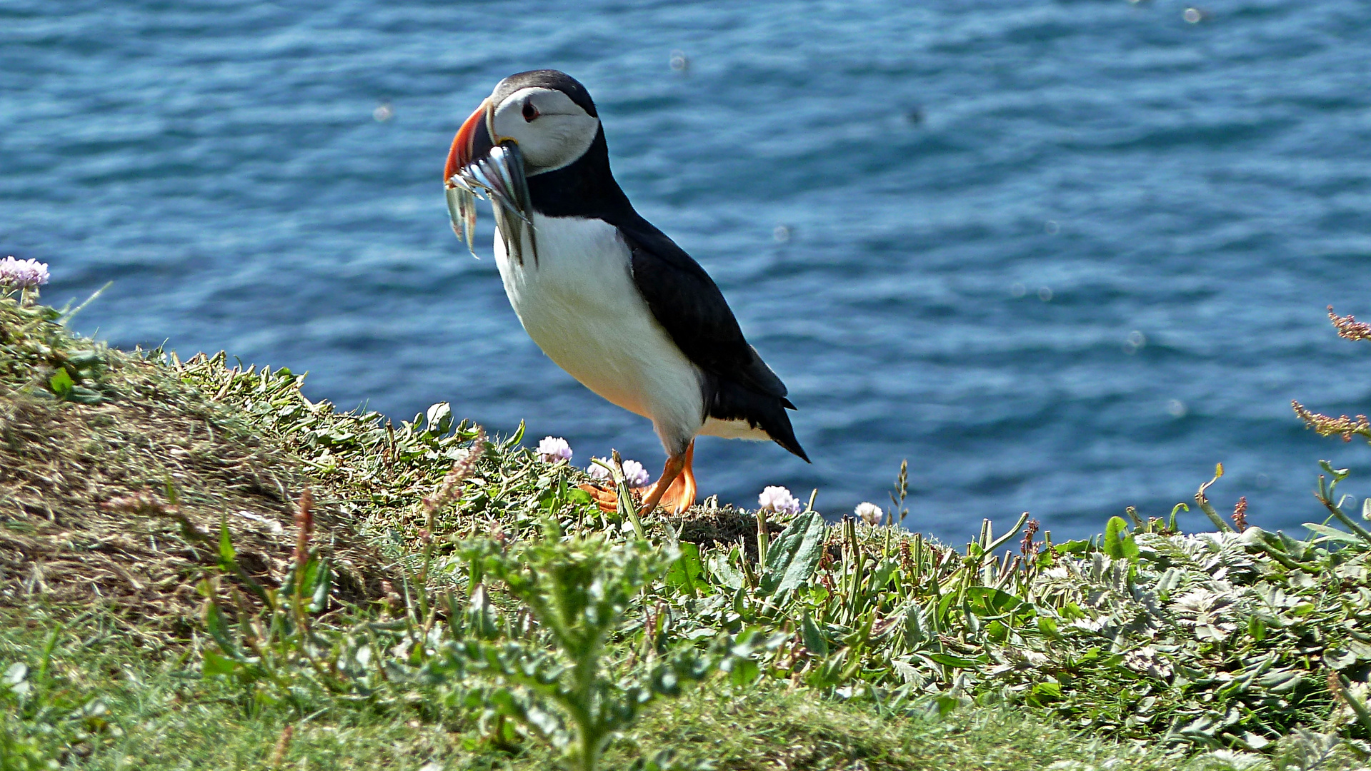 PUFFINS AUF TRESHNISH ISLAND