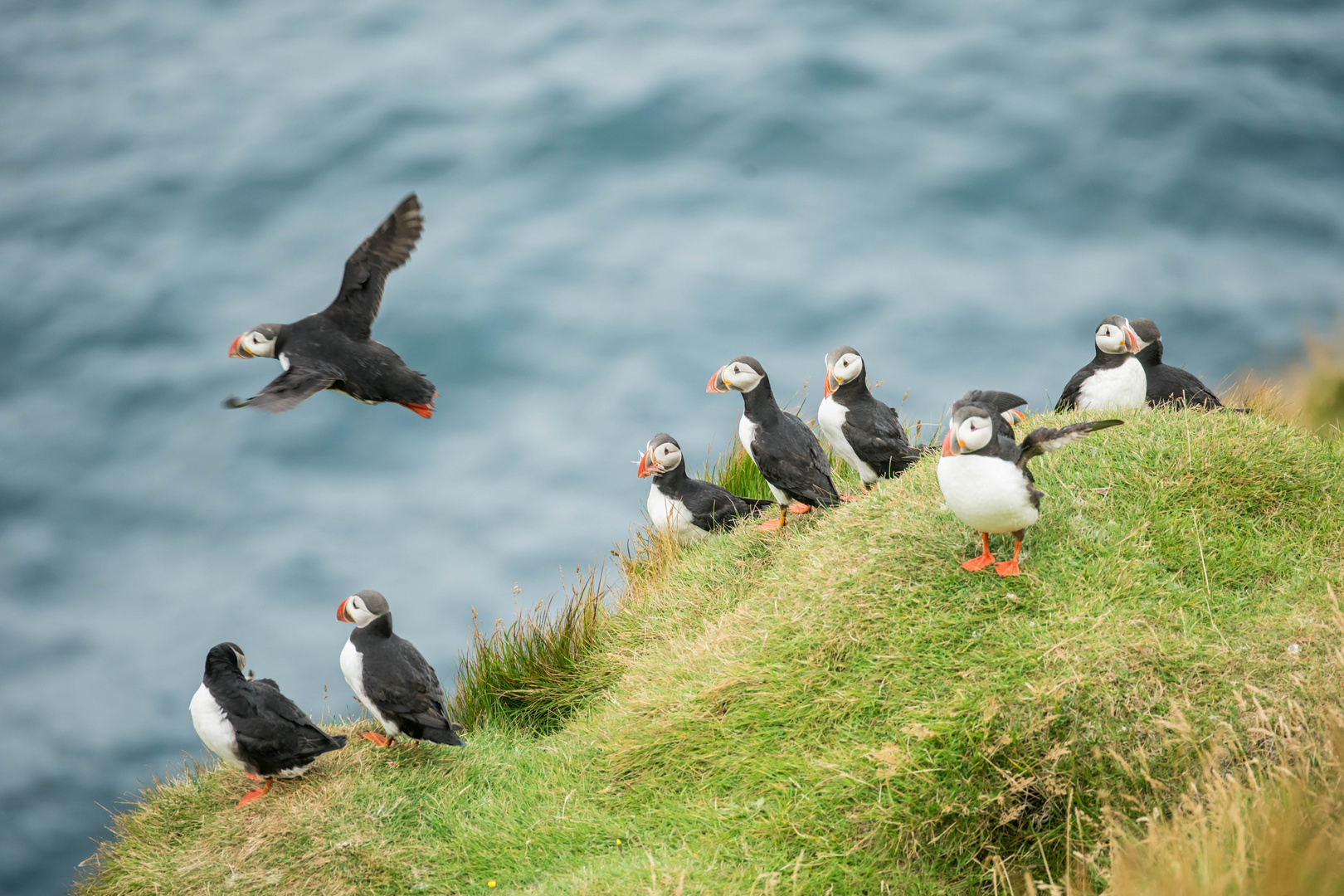 Puffins aus Island