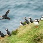 Puffins aus Island