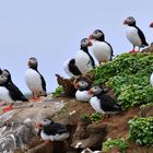 Puffins