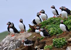 Puffins