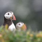 Puffins