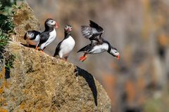 Puffins