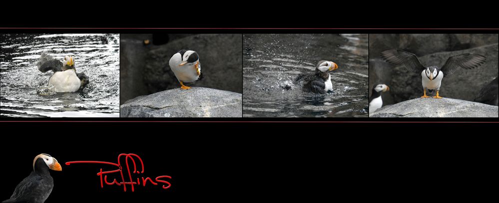 Puffins