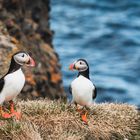 Puffins