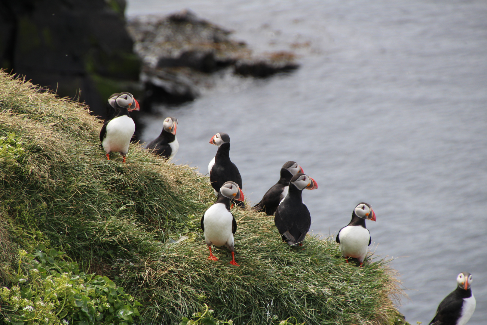 Puffin's