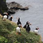 Puffin's