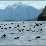 puffins