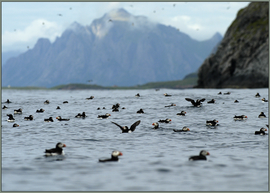 puffins