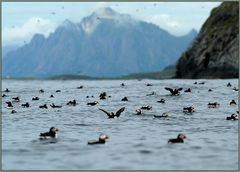 puffins