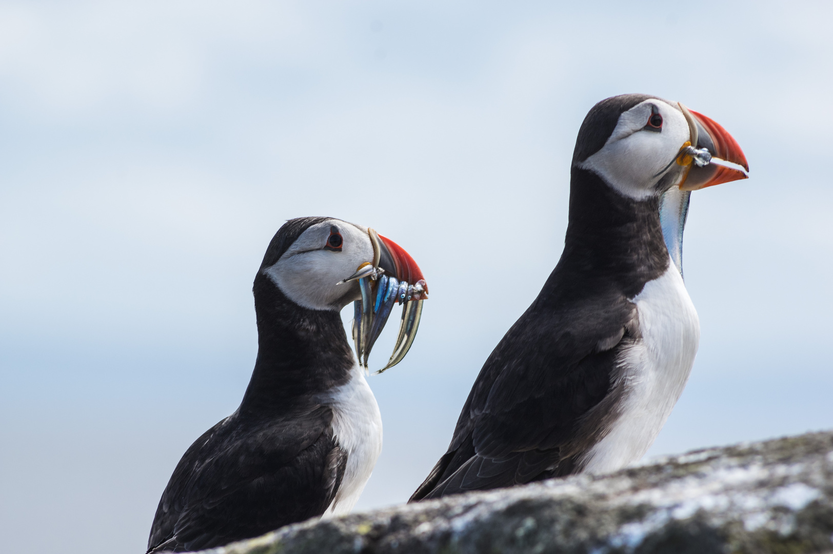 Puffins