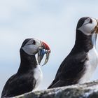 Puffins