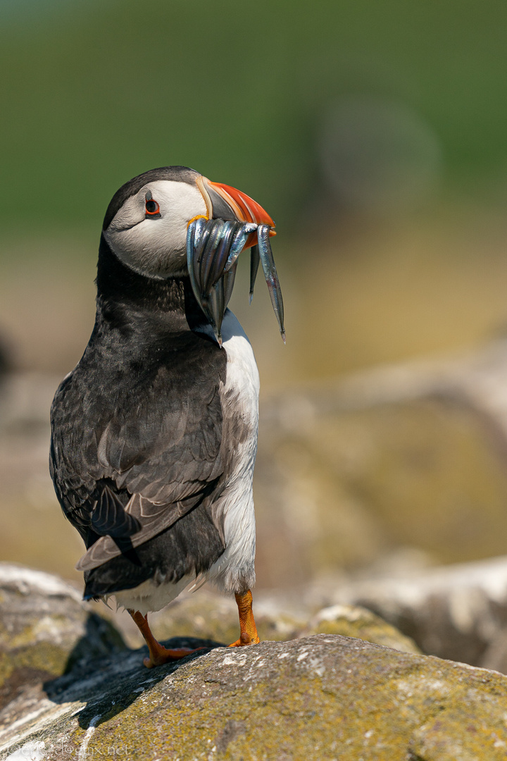 Puffins