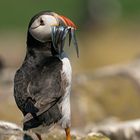 Puffins