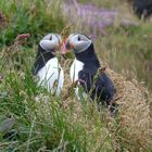 Puffins