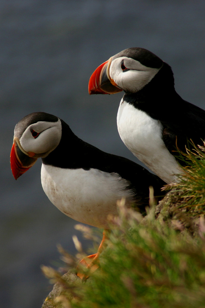 Puffins