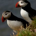 Puffins