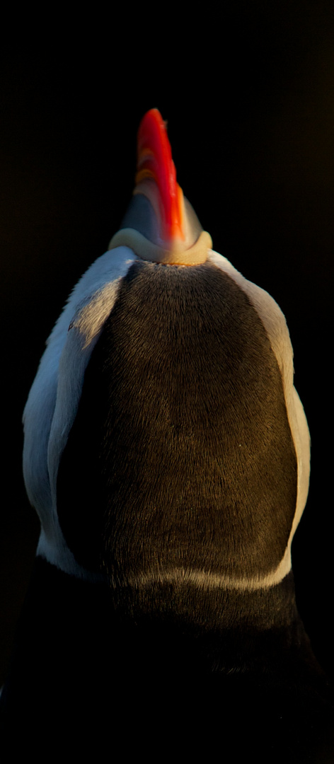 Puffin's head in Iceland's summer sunset