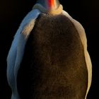 Puffin's head in Iceland's summer sunset