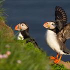 puffins im besten abendlicht.....island 02/16