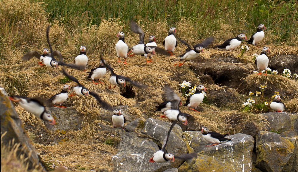 Puffins in Action von Aphorisme 