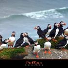 Puffins (isl.Lundí)