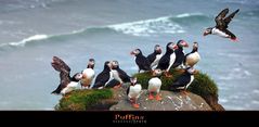 Puffins (isl.Lundí)