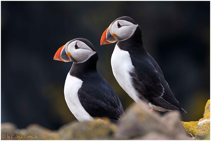 Puffins of May
