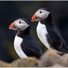 Puffins of May