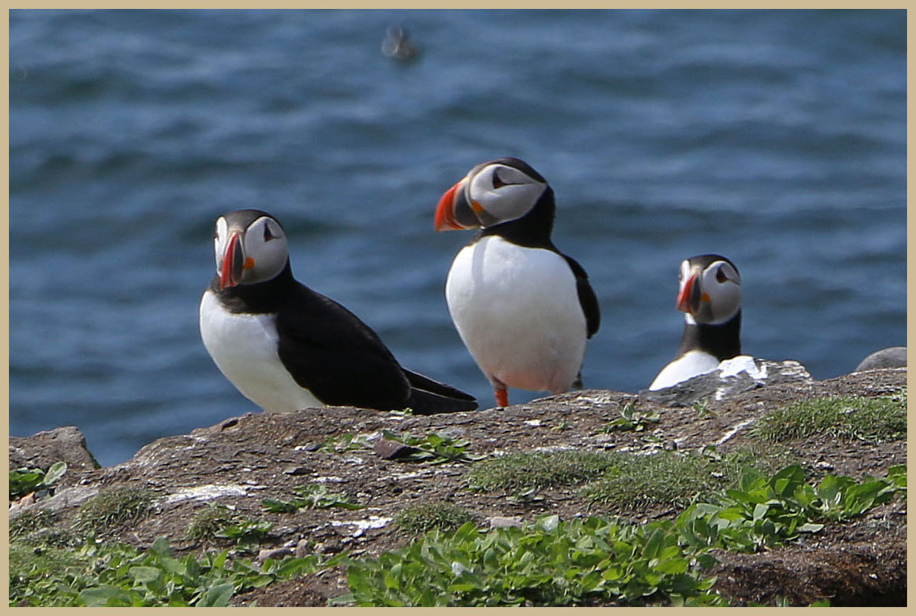 puffins on inner farne