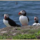 puffins on inner farne