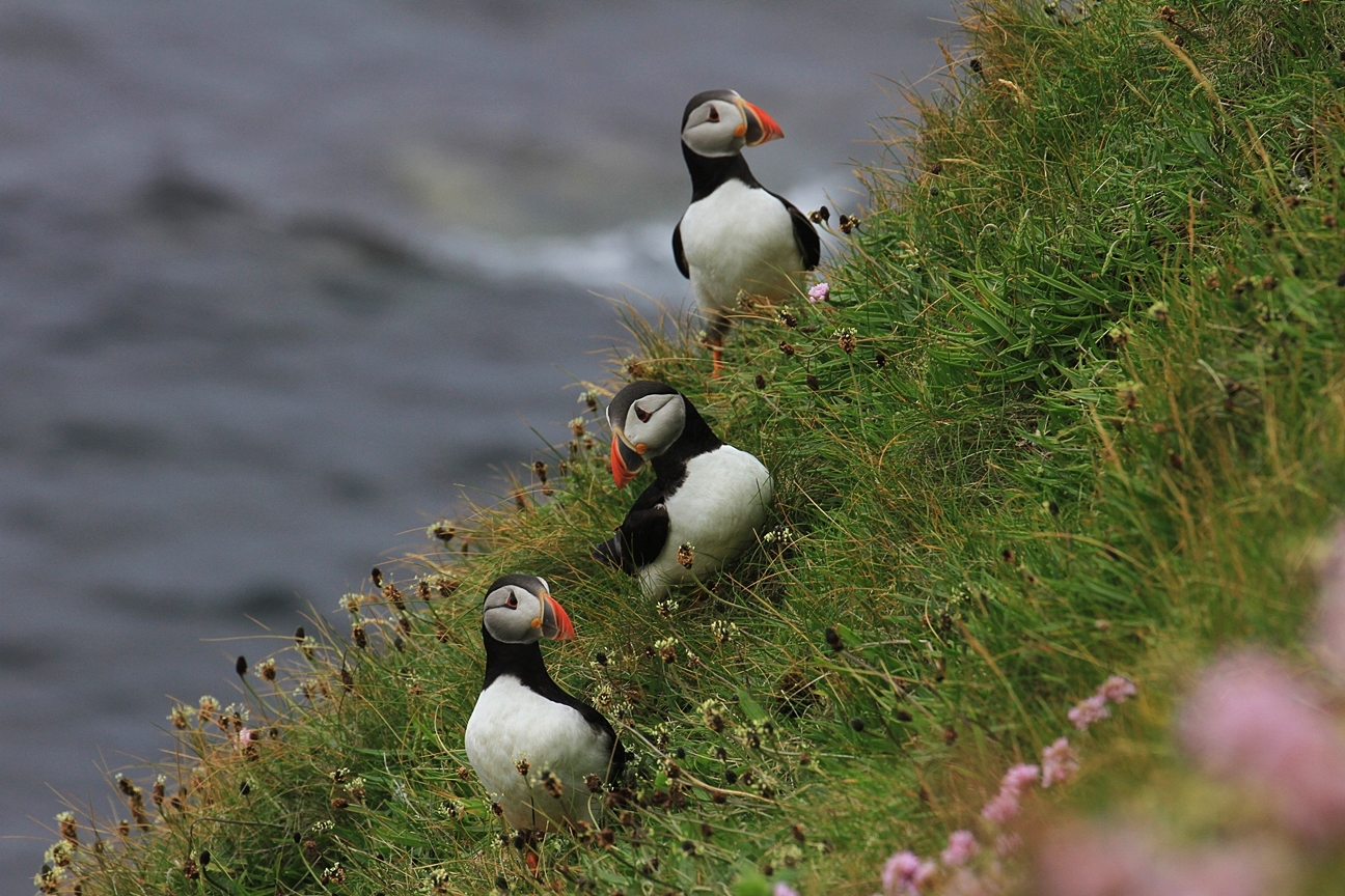 Puffins , Papageientaucher auf Westray