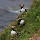 Puffins , Papageientaucher auf Westray