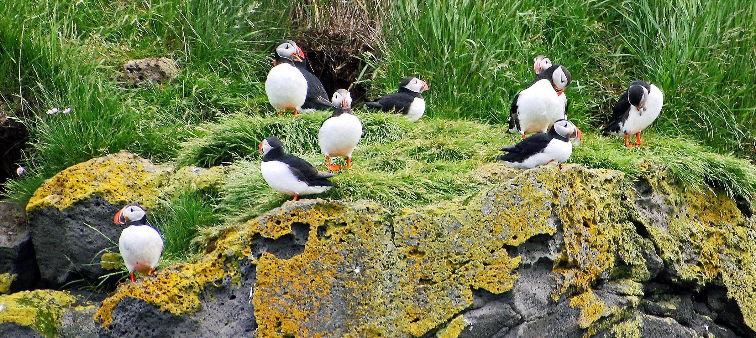 Puffins (Papageientaucher)