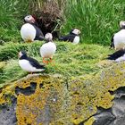 Puffins (Papageientaucher)