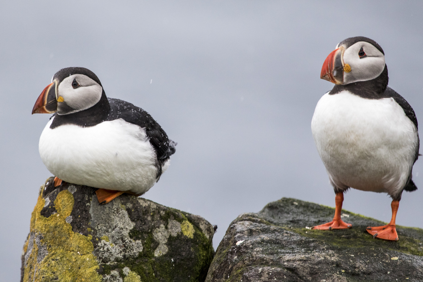 Puffins, Papageientaucher, Lundi