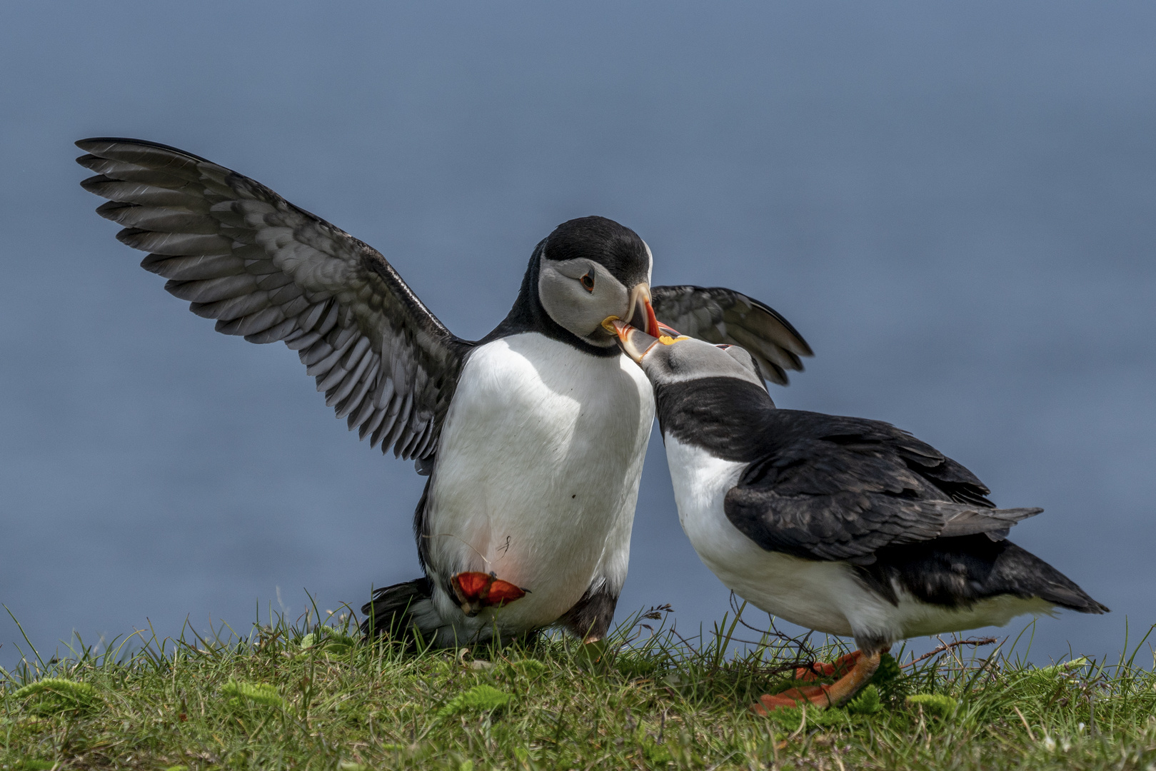 Puffins (Papageitaucher)