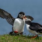 Puffins (Papageitaucher)