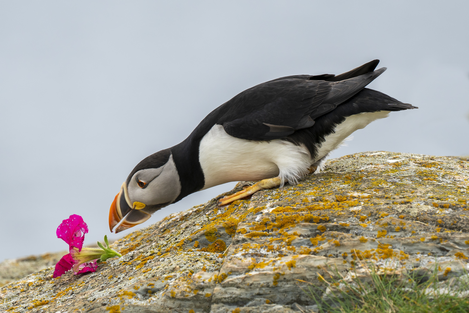 Puffins (Papageitaucher)