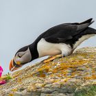 Puffins (Papageitaucher)