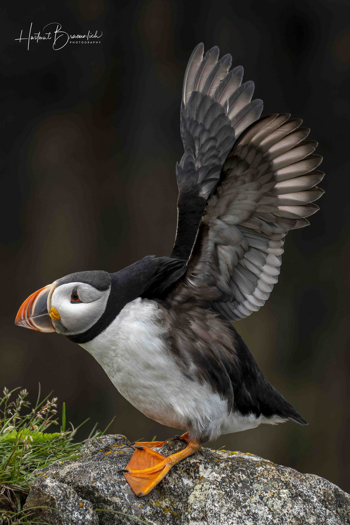 Puffins (Papageitaucher)