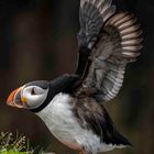 Puffins (Papageitaucher)