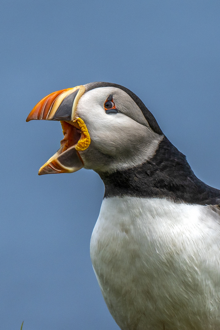 Puffins (Papageitaucher)