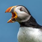 Puffins (Papageitaucher)