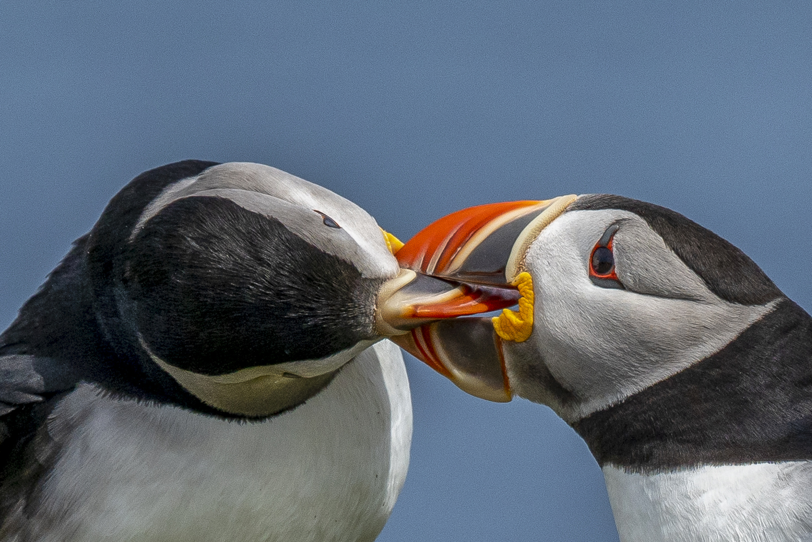 Puffins (Papageitaucher)